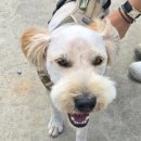 The 사랑할개(더사랑할개) | 대형견출장미용, 사랑할개에서 스트레스 없이 케어받은 후기!