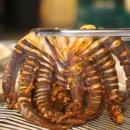 수영농장 이미지