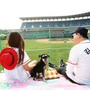 데일리도그 이미지