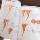 보태니컬아트(색연필화) 이미지