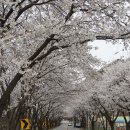 북한강변 벚꽃길 이미지