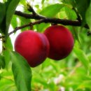 선비골농장 이미지