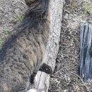 말괄냥이 네이버블로그