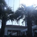 꿈에본꽃돼지 이미지