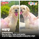 Dear.bebe(디어베베) | 강아지여름옷 이쁘댕 | 자외선 차단 애견 나시 원피스 추천