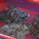 거진항(판매장) 이미지