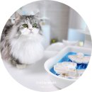 제이캣 | 고양이 먹이퍼즐 캣디피 - 6묘가 하루에도 몇 번씩 찾는 노즈워크 장난감