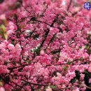 라일락 - 마포구 연남로7길 26 | 라일락
