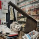 The Cats & Dog 이미지