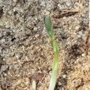 삼봉농원 이미지