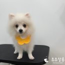 츄츄살롱 이미지