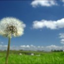 민들레홀씨 이미지