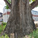 은행나무펜션 이미지