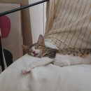 그루밍, 모아 이미지