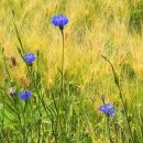 탄금공원 이미지