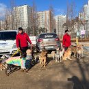 즐거운 애견 이미지