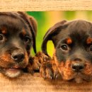 정왕라성약국 이미지