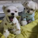 개멋지개 이미지