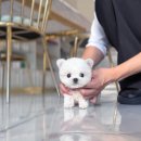 펫 갤러리아 이미지