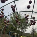 쉴만한 맑은물가 | [경기 광주 가볼 만한 곳] 아이와 지인 모두 만족! 힐링과 체험 가득한 퇴촌 식물원 솔직 후기🌿