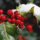 가시나무공원 이미지