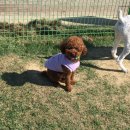 네발총총 이미지