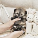 버디독 강아지분양 안심분양센터 서울 영등포점 이미지