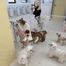 뿡뿡애견호텔 이미지