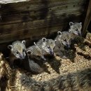 (주)코클릭 이미지