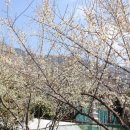 석진사 Daum카페