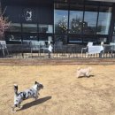 778 | 남양주애견카페 애견카페왕에서 강아지랑 편하게 놀다 온 후기