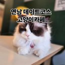 집사의하루 연남점 | 서울 마포 홍대 연남 데이트코스 유기묘와 행복한 시간 고양이카페 집사의 하루