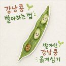 콩심는 아이 | 강낭콩 키우기 첫 수확 후 발아 방법, 옮겨 심는 방법