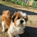 오늘도 즐겁개 이미지