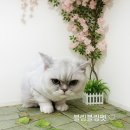 살랑살랑 펫미용 네이버블로그