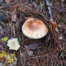 1330 | 오지산행후기(1330차) 강북부 송이산행(3) 2025.10.12(일)