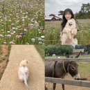 럭키농원 | 고창 상하농원 : 봄꽃게축제 럭키드로우 행사 안내, 고창 꽃구경, 고창 강아지와 산책하기 좋은 곳