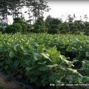 야콘부부농장 이미지