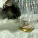 멍냥이수라간 | 고양이 생일케이크 멍냥이수라간 육해공 미니타르트