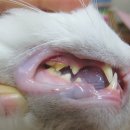 해담동물병원 | 광명 해담동물병원 고양이 스케일링 후기