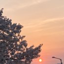 군자교 | [송정 벚꽃길/군자교]서울 벚꽃 명소 후기(24.4.7)