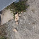 병곡식당 | 병곡팬션하수구 후포팬션하수구 고압세척과 내시경촬영했어요