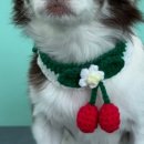 해피애견 미용실 이미지