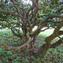 서천 마량리 동백나무 숲 이미지