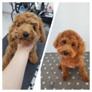 도브리댕 이미지