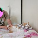 제일2차동물메디컬센터 이미지