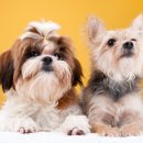 영일축산 이미지