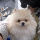 댕댕이모 이미지