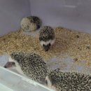 펫엔글라이더 천안점 이미지