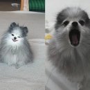 코러스캣